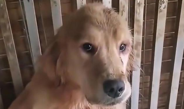 网传江苏一狗场数只狗被割舌头 网传江苏一狗场数只狗被割舌头