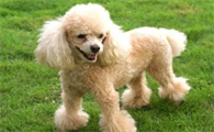 贵宾犬玩具型多少钱一只