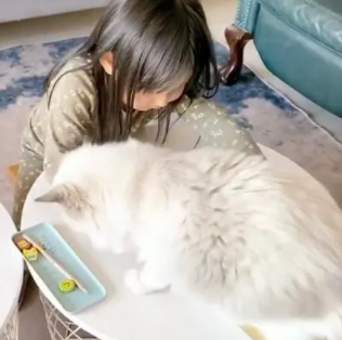 养猫真的会“影响”孩子的学习吗？铲屎官用事实证明：绝对真的！