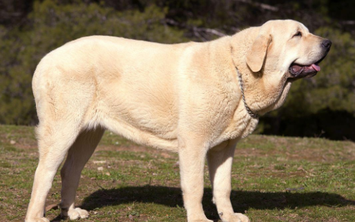 西班牙黎犬幼崽多少钱一只 西班牙黎犬幼崽多少钱一只