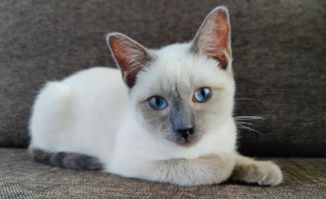 罗猫逻辑猫是暹罗猫吗