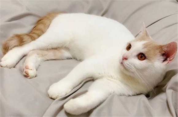 爱琴猫和士耳其梵猫的区别 爱琴猫和士耳其梵猫的区别