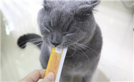 猫一天可以吃几条猫条