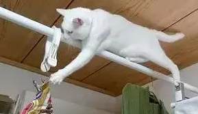 金毛做对动作就能获得零食,橘猫默默学会,成功得到主人的奖励 金毛做对动作就能获得零食,橘猫默默学会,成功得到主人的奖励