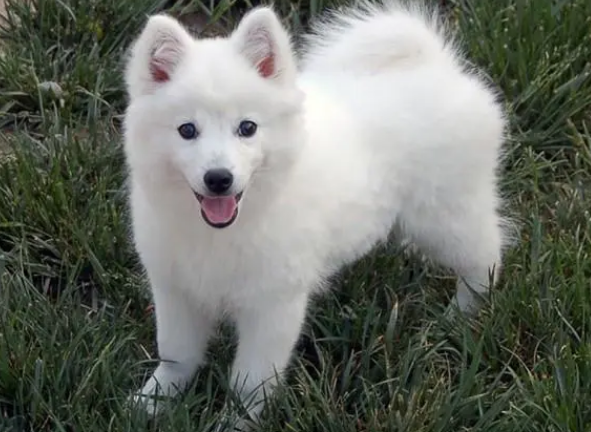 狐狸犬价值好不好 狐狸犬价值好不好