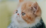 卡拉猫包包图片的寓意