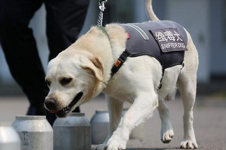 缉毒犬是啥意思