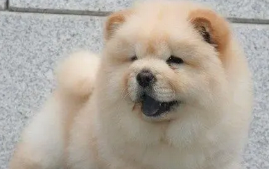 熊狮犬会咬人吗