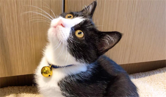 吊面猫是什么种类猫