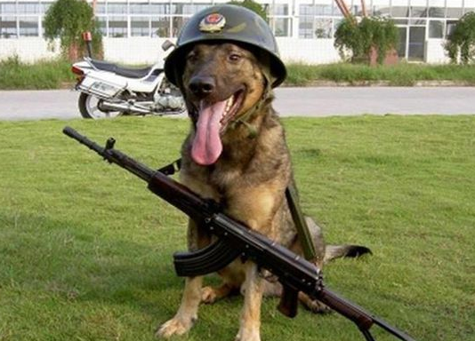 退役警犬领养会后悔吗
