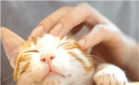 猫打呼噜就代表开心吗？这8大常见行为可能还有相反含义