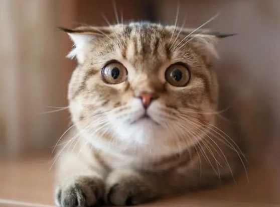 猫咪过年最怕什么?为什么？