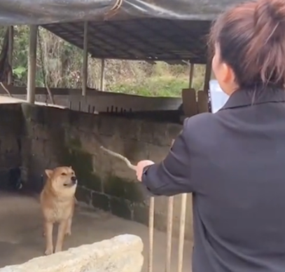 女生拿着棍子质问狗狗今年旺不旺,它却一脸懵圈:我哪敢汪啊? 女生拿着棍子质问狗狗今年旺不旺,它却一脸懵圈:我哪敢汪啊?