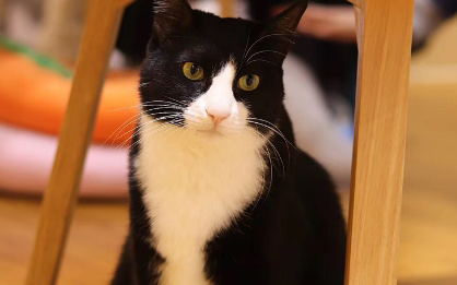 为什么奶牛猫好多都是几把猫
