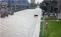 狗不栓绳，为什么受伤的总是孩子？