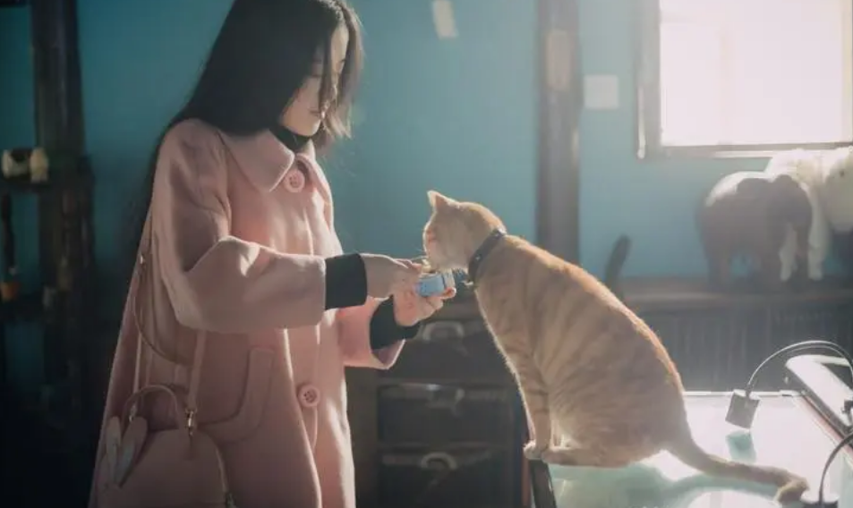 女孩和猫是什么意思