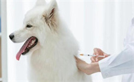 宠物疫苗-猫三联灭活疫苗的纯化方案解析