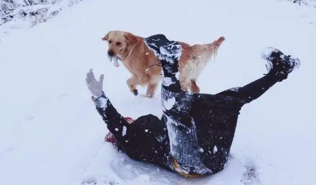 网友带金毛出去玩儿雪,金毛把网友给扑倒后它转身跑了! 网友带金毛出去玩儿雪,金毛把网友给扑倒后它转身跑了!
