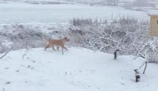 网友带金毛出去玩儿雪,金毛把网友给扑倒后它转身跑了! 网友带金毛出去玩儿雪,金毛把网友给扑倒后它转身跑了!