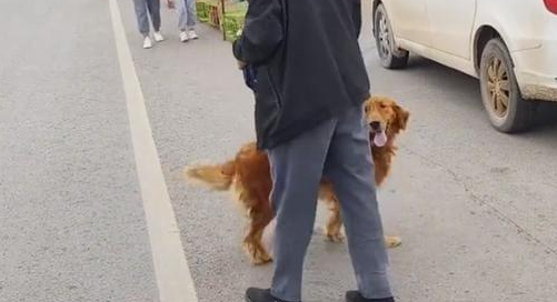 眼瞅即将进笼,金毛拼死抵在笼口终让主人转意 眼瞅即将进笼,金毛拼死抵在笼口终让主人转意