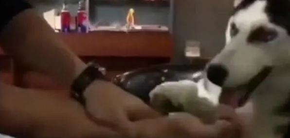 比一比谁的力气大吗?二哈:赢你,毫不吃力,跟你玩一下! 比一比谁的力气大吗?二哈:赢你,毫不吃力,跟你玩一下!