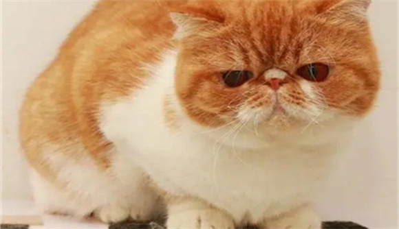 加菲猫图片真猫