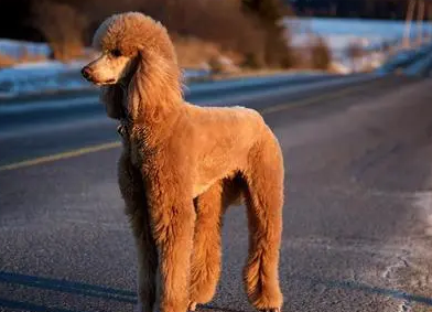 贵宾犬断尾好还是不断尾好