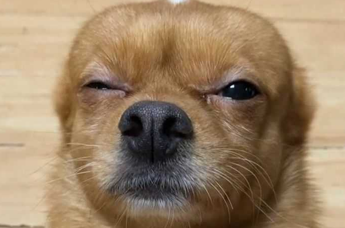 抖音哈尼狗是什么品种图片