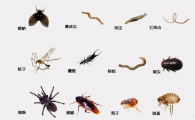 家中常见飞虫图谱
