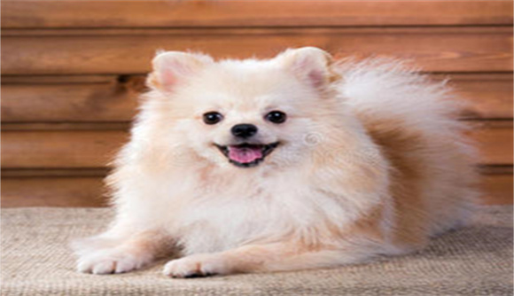 波美拉尼亚犬图片头像介绍 波美拉尼亚犬图片头像介绍