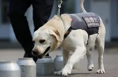 缉毒犬怎么训练味道