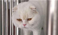 闹猫的时候为什么会叫