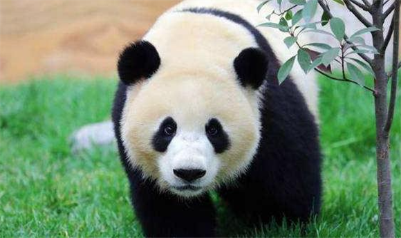 大熊猫寿命一般是多少，吃什么食物，繁殖能力强吗？