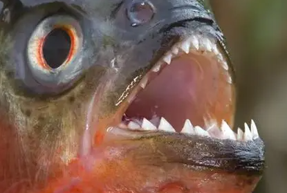 食人鱼吃人真实案例