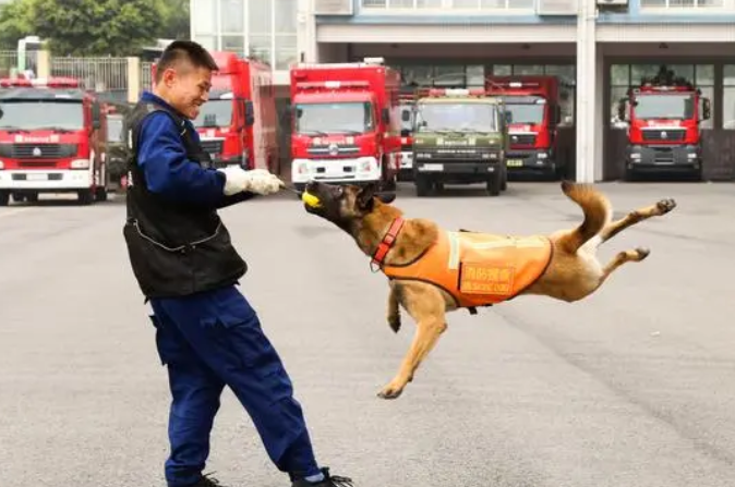 消防队的狗是警犬吗