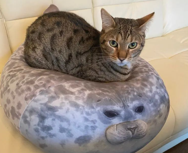 猫主子轮番欺压“海豹”至变形,没想到原版竟是这个样子... 猫主子轮番欺压“海豹”至变形,没想到原版竟是这个样子...