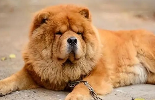 松狮犬的饲养方法
