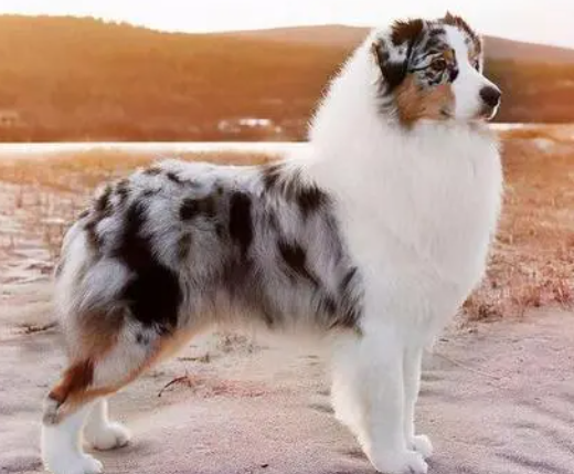 澳洲牧羊犬的喂食要点 犬不要喂得太饱
