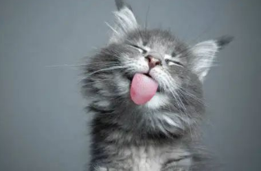 猫咪5种怪异行为解读! 猫咪5种怪异行为解读!