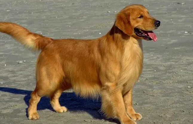 退役导盲犬领养条件