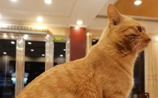 猫武士中最厉害的猫 猫武士中最厉害的猫