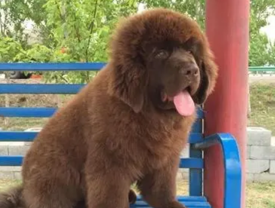 纽芬兰犬2个月图片