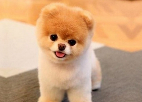俊介犬和博美的区别 俊介犬和博美的区别
