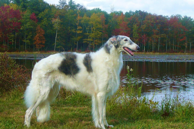 俄罗斯猎狼犬多少钱一只