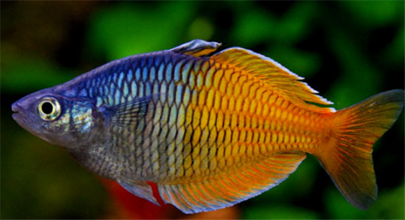 石美人鱼寿命多长