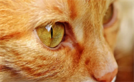 金色瞳孔的猫叫什么