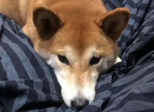 女主买了一套新的羽绒被回来,柴犬以为是礼物,自己铺床睡超爽! 女主买了一套新的羽绒被回来,柴犬以为是礼物,自己铺床睡超爽!