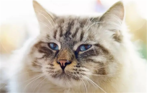 褴褛猫的优缺点 褴褛猫的优缺点