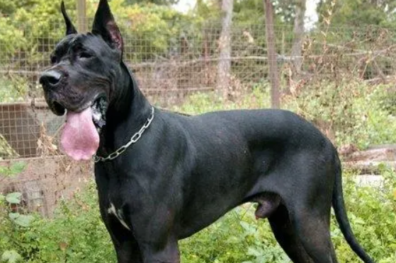 犬有多少种类