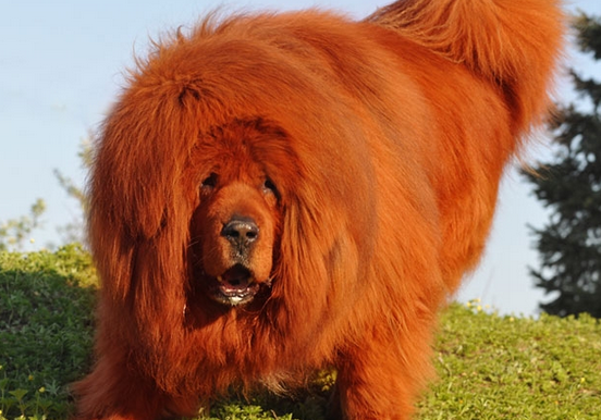 藏獒红利的故事现状